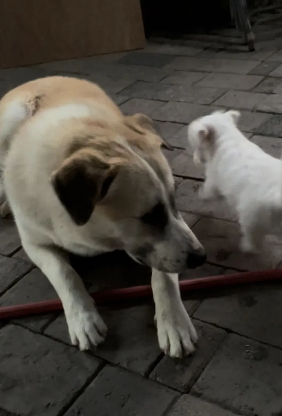 Lost dog in Albuquerque, NM, 87121
