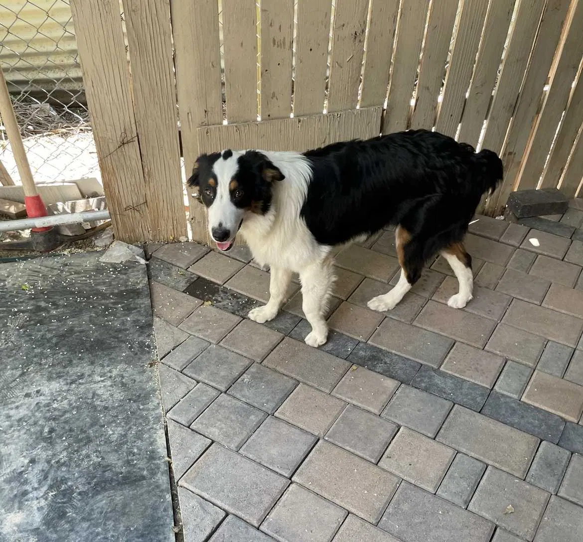 Lost dog in Albuquerque, NM, 87121