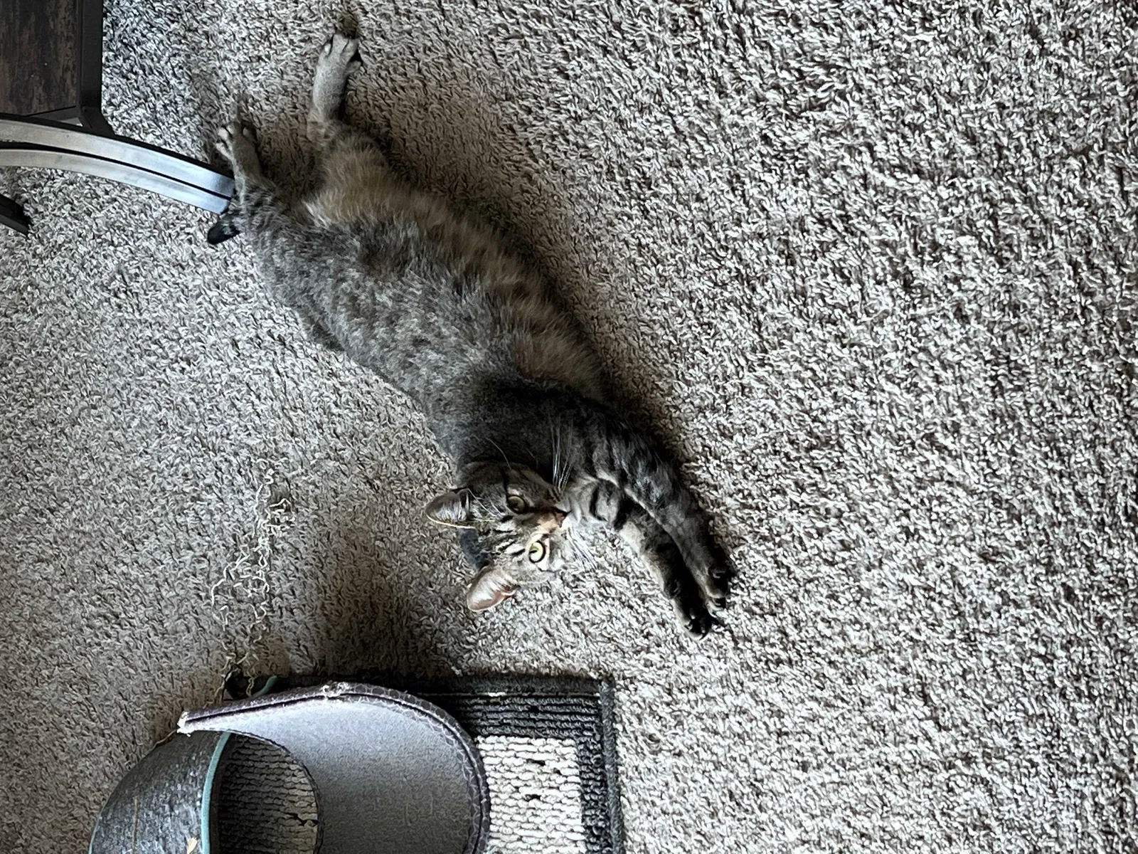 Lost cat in Corpus Christi, TX, 78412