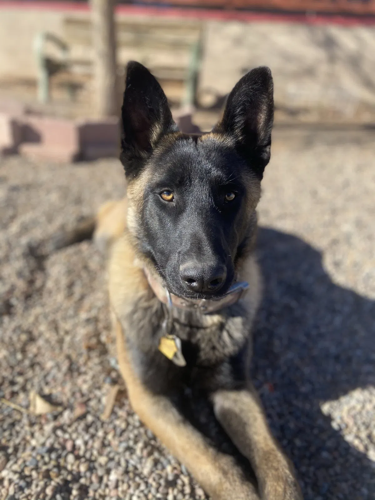 Lost dog in Rio Rancho, NM, 87144