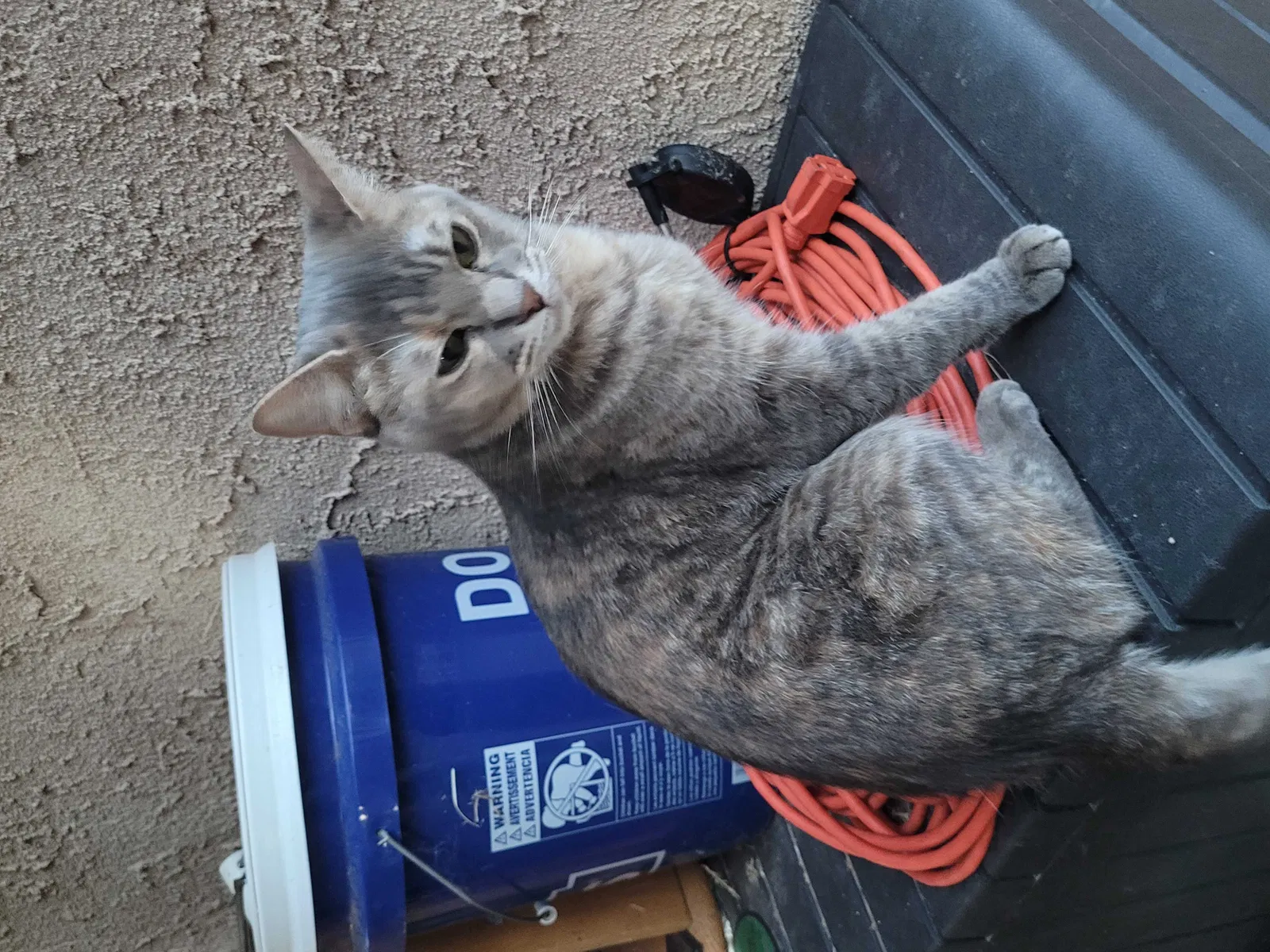 Lost cat in Las Cruces, NM, 88012