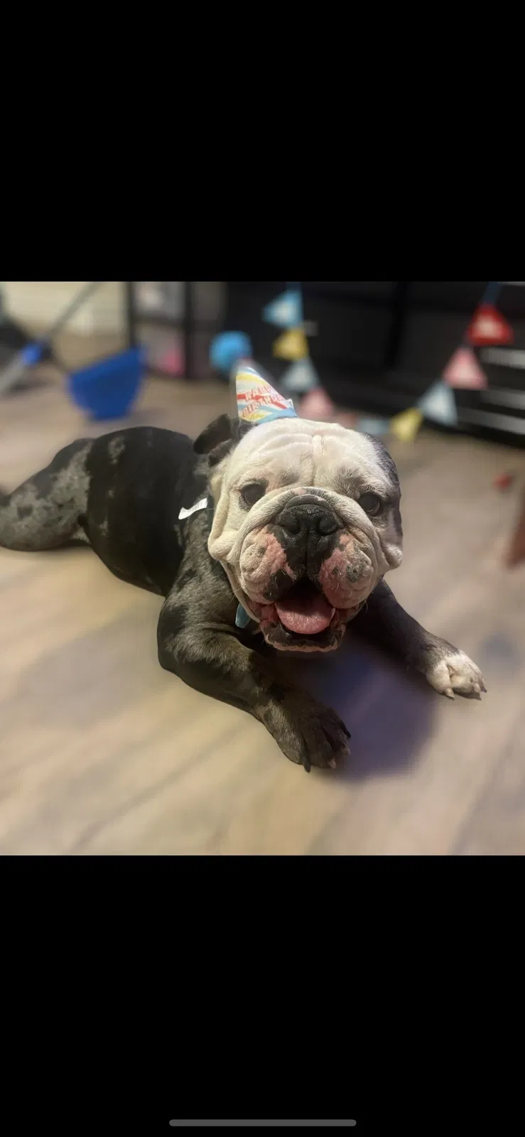 Lost dog in Las Vegas, NV, 89148