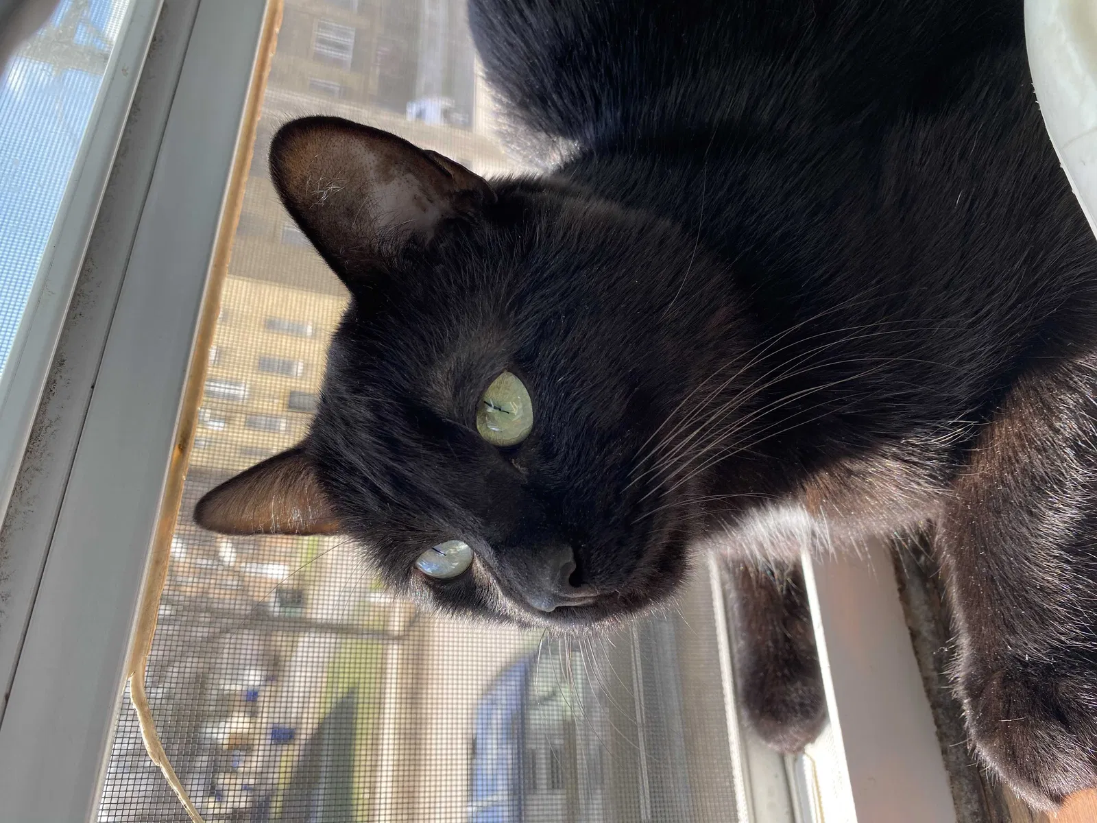 Lost cat in Clarksville, TN, 37040