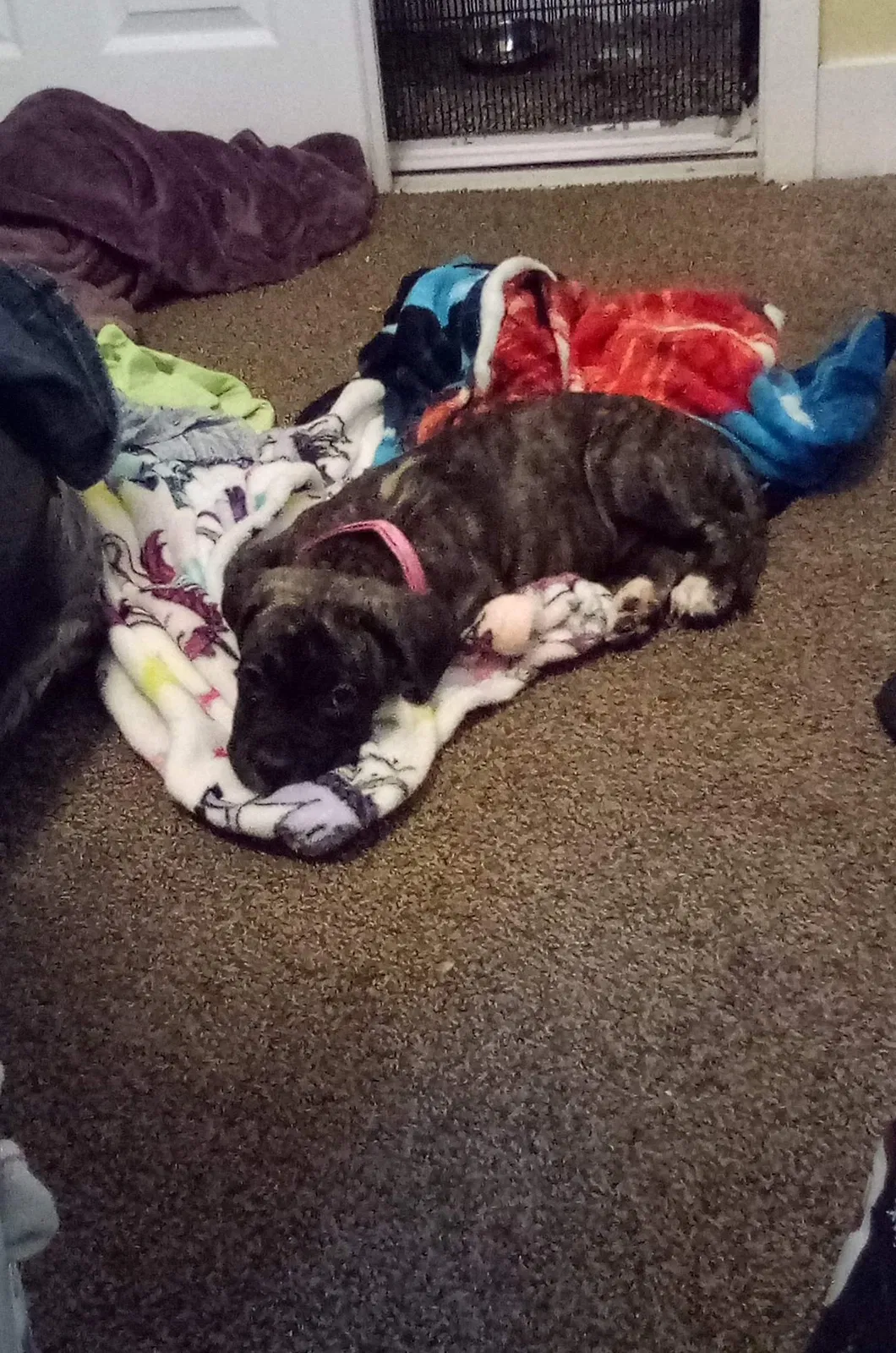Lost dog in Denver, CO, 80239