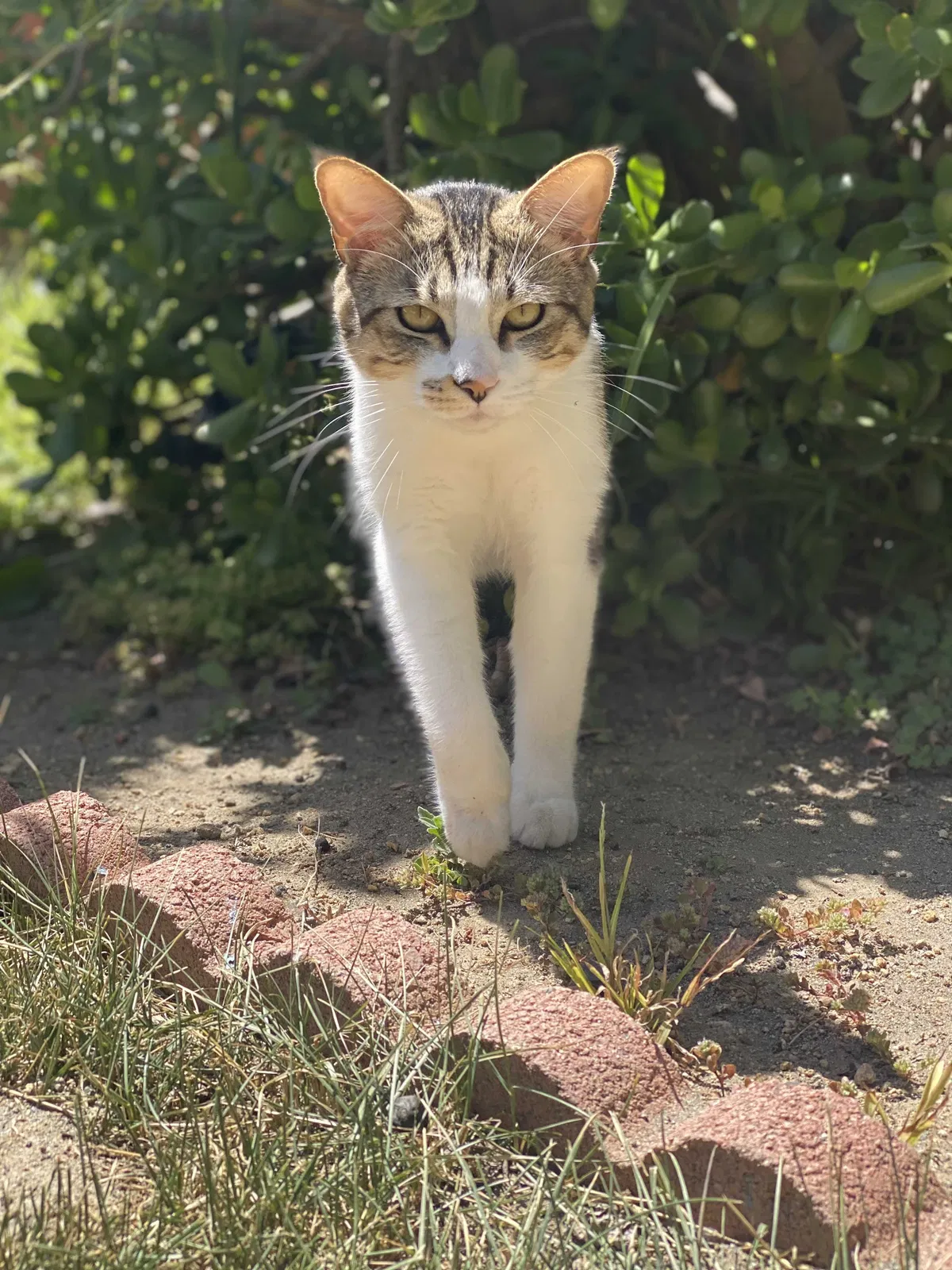 Lost cat in Escondido, CA, 92026