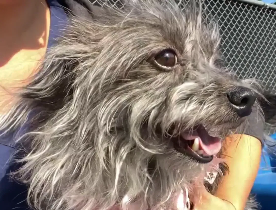 Lost dog in Toledo, OH, 43606