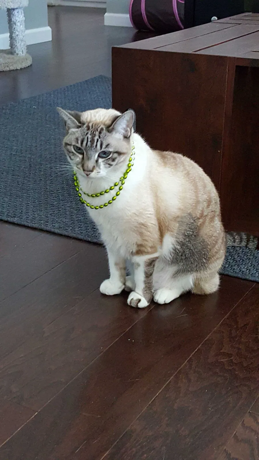 Lost cat in Rancho Cucamonga, CA, 91739
