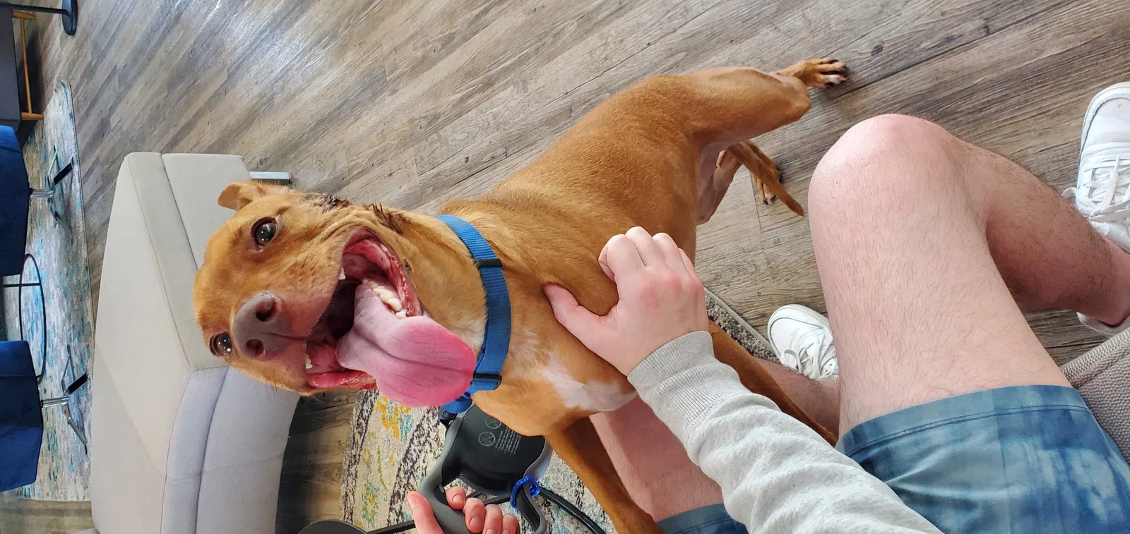 Lost dog in Jacksonville, FL, 32256
