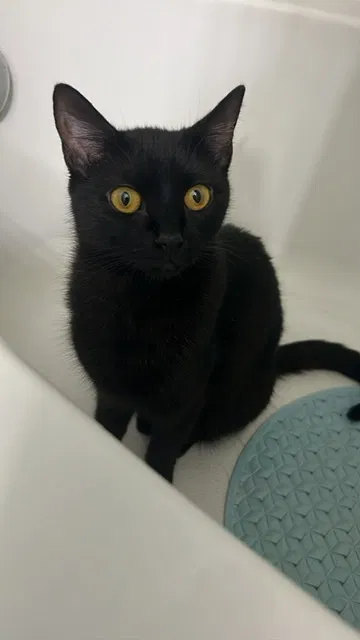 Lost cat in Sanford, FL, 32771