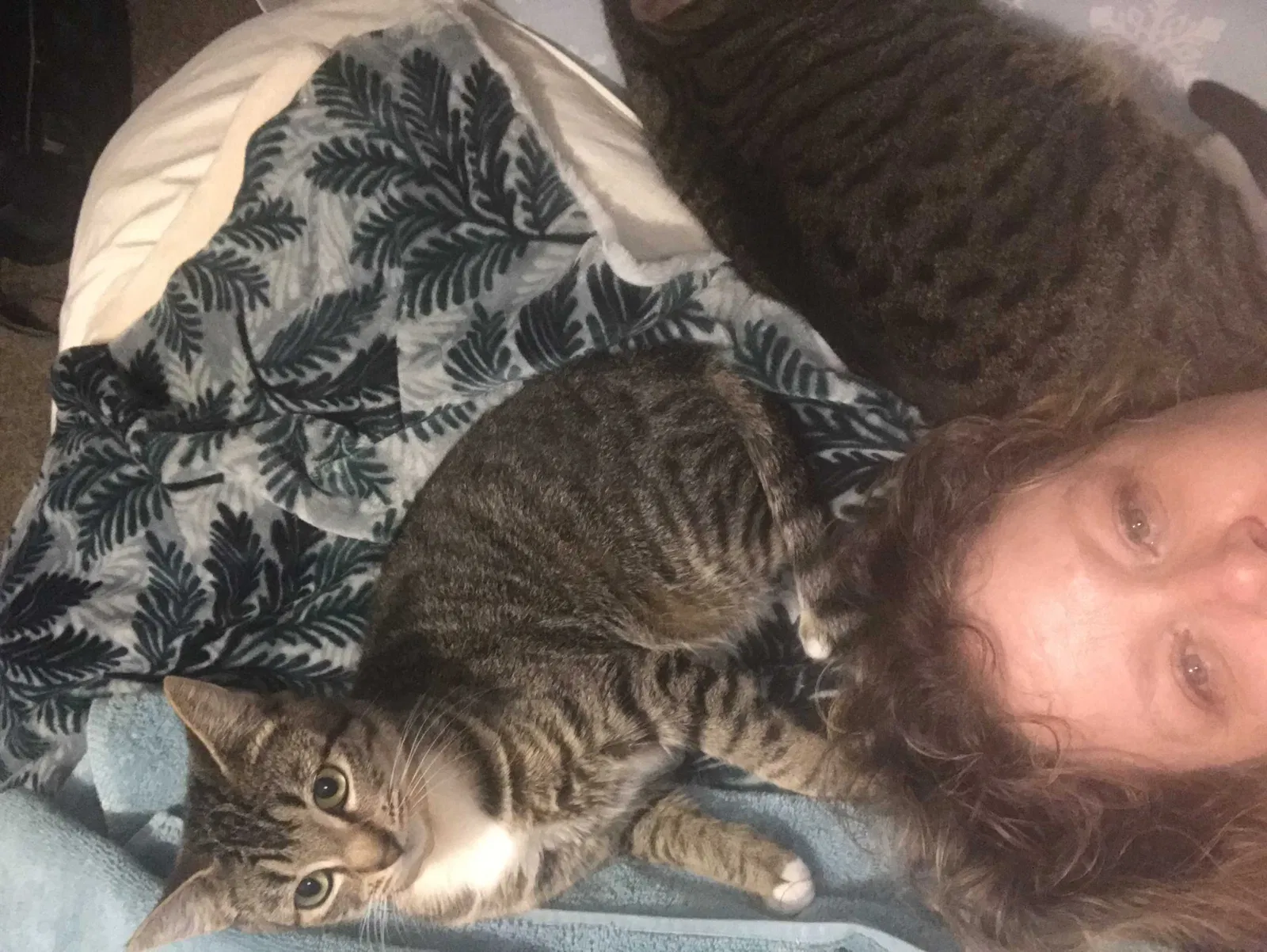 Lost cat in Portland, OR, 97221