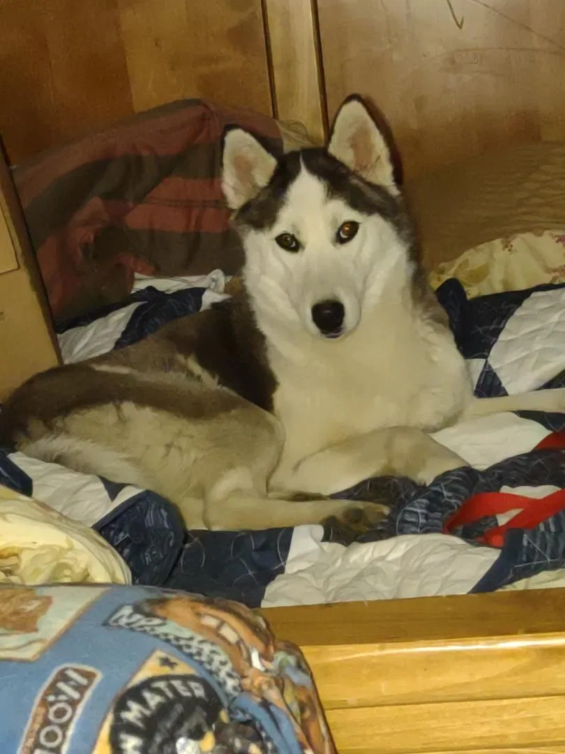 Lost dog in Claremore, OK, 74019