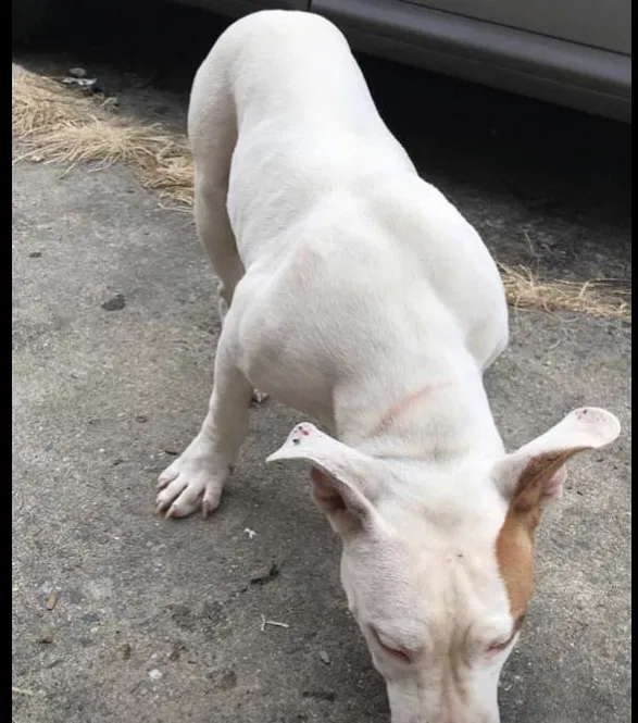 Found dog in Chester, PA, 19013