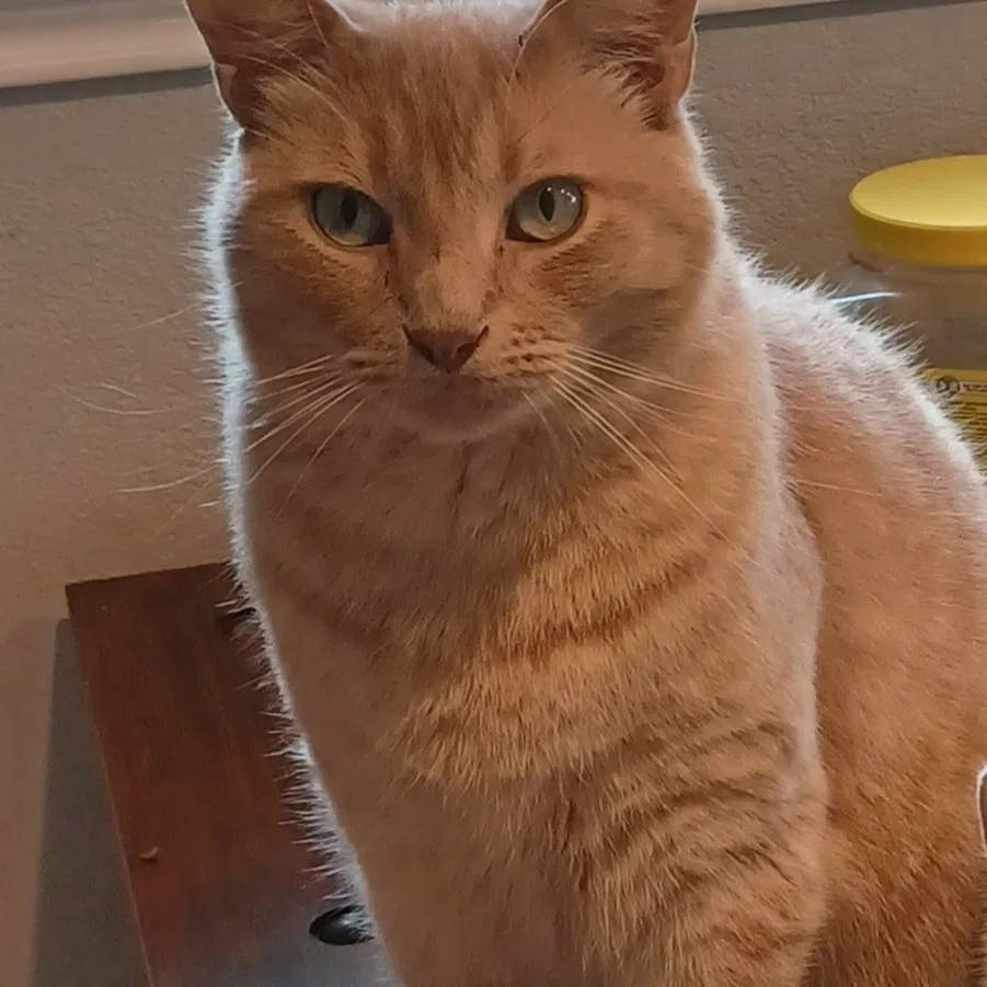Lost cat in Plano, TX, 75074