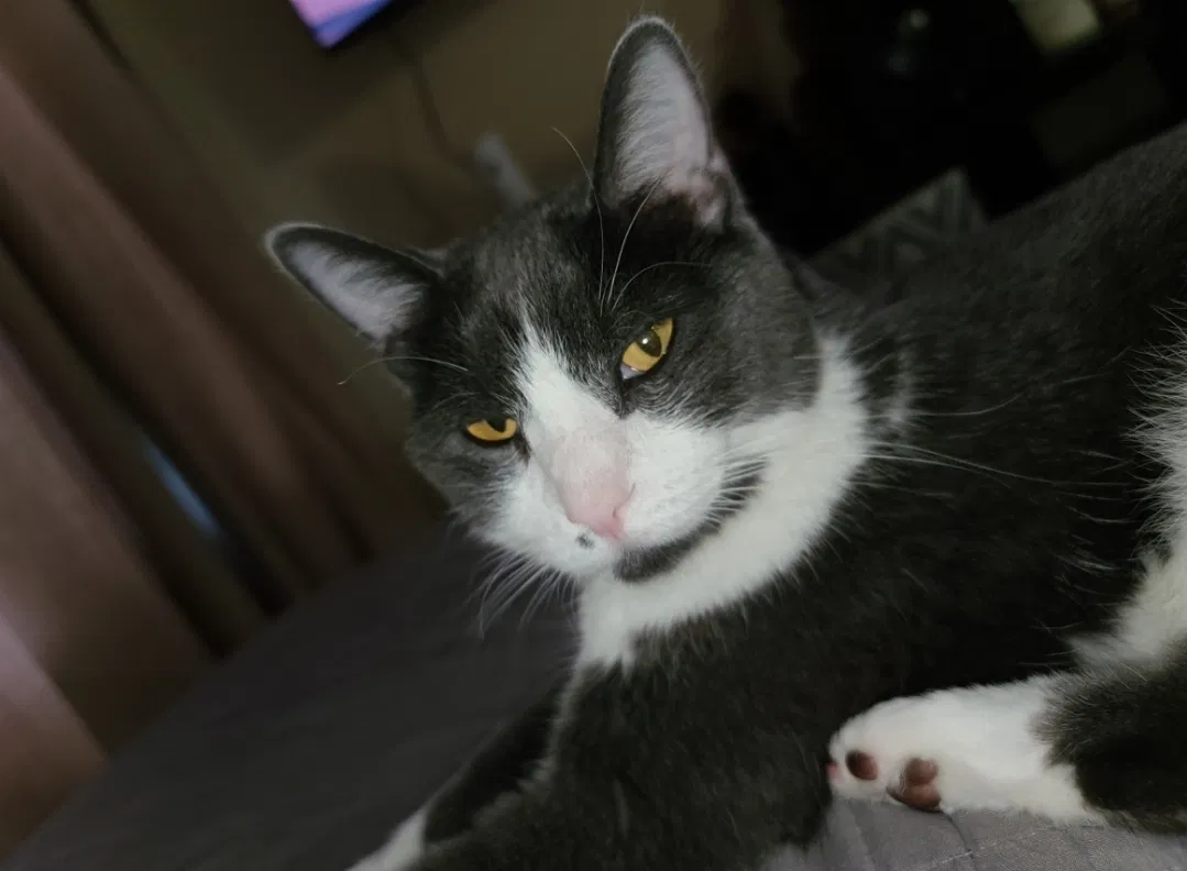 Lost cat in Denver, CO, 80228
