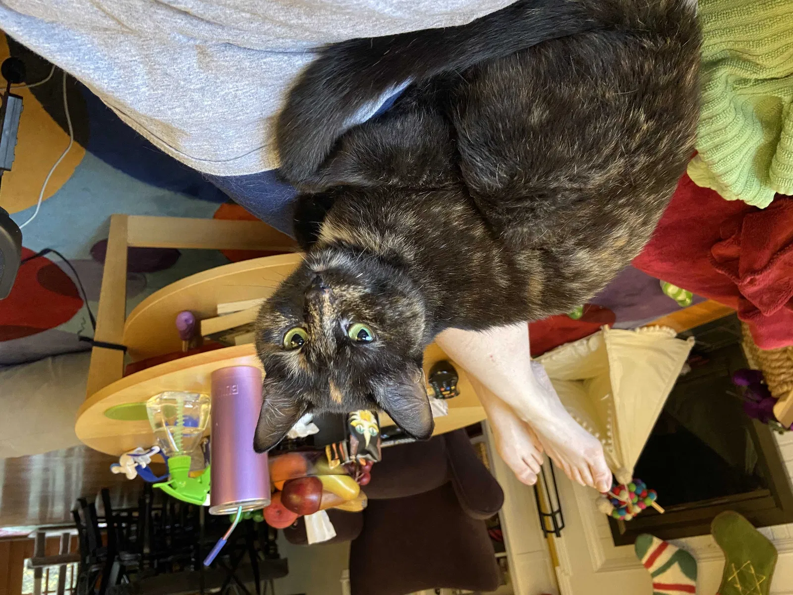 Lost cat in Alexandria, VA, 22310
