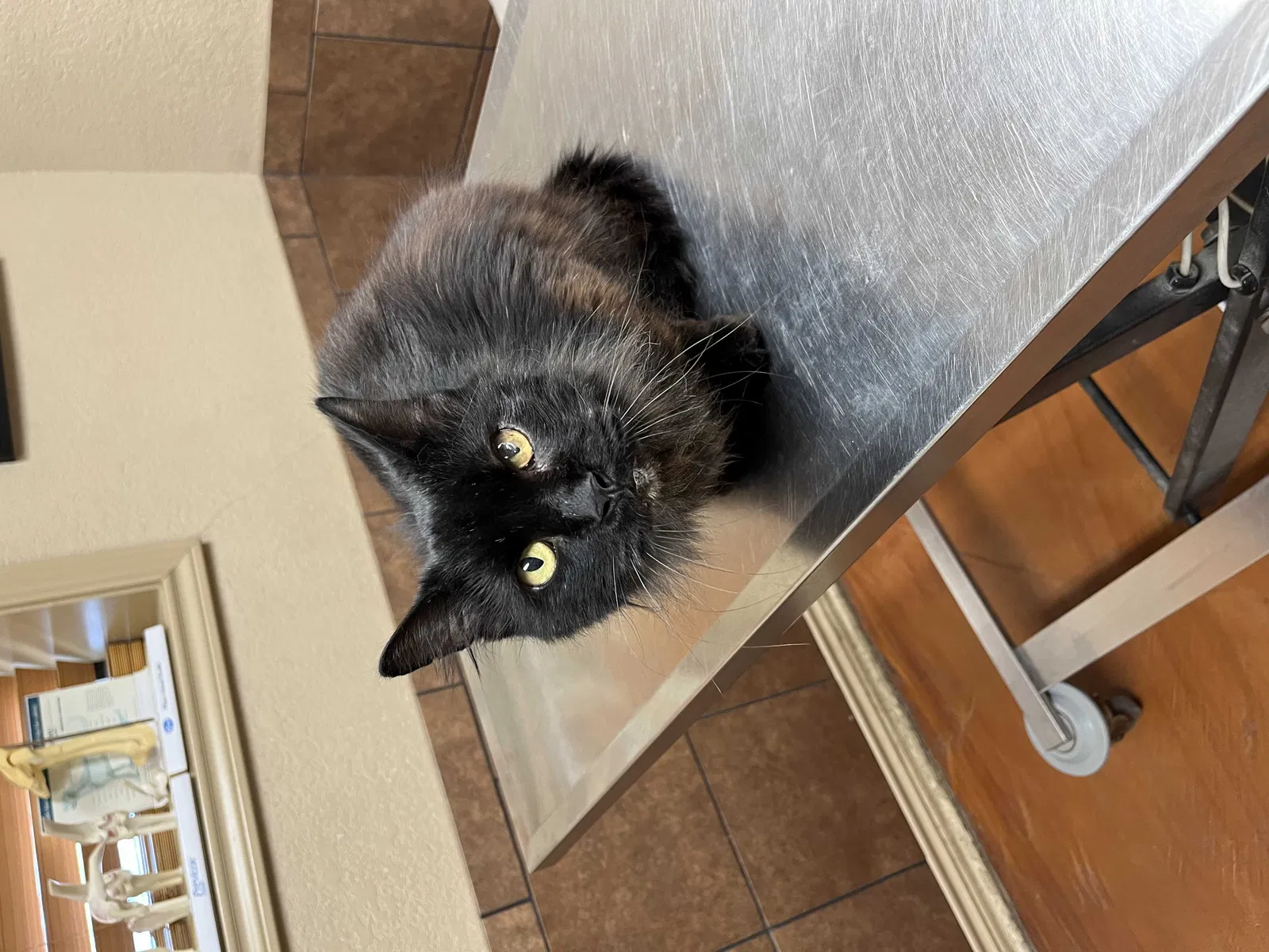 Lost cat in Waxahachie, TX, 75165