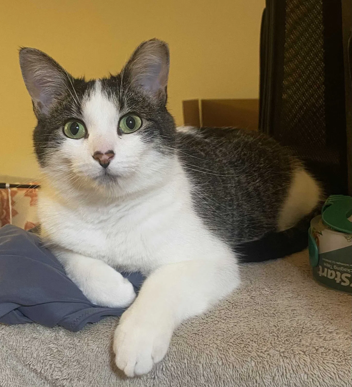 Lost cat in Hopkins, MN, 55343