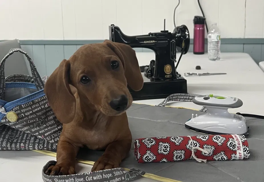 Lost dog in Oberlin, LA, 70655