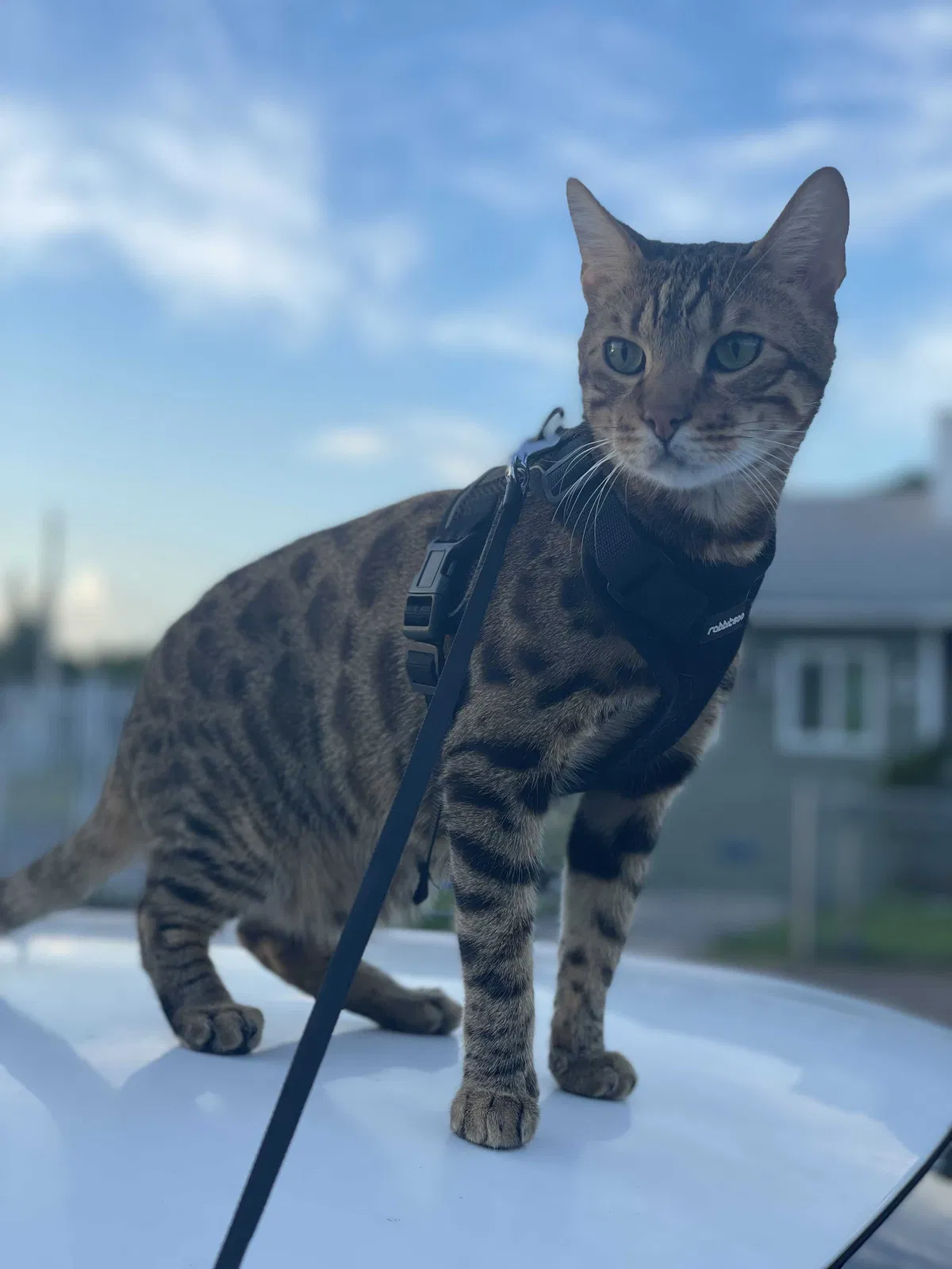 Lost cat in Miami, FL, 33127