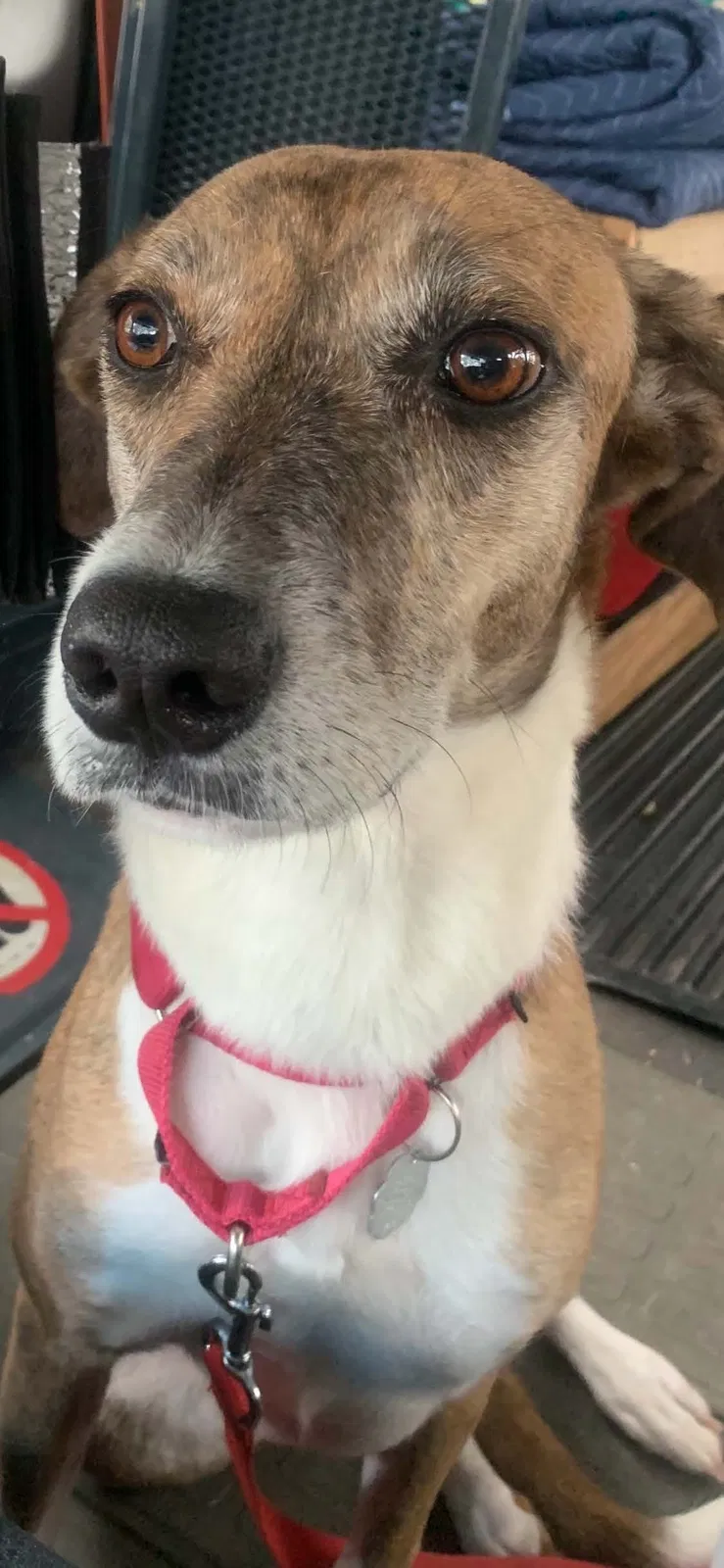 Lost dog in Georgetown, TX, 78628