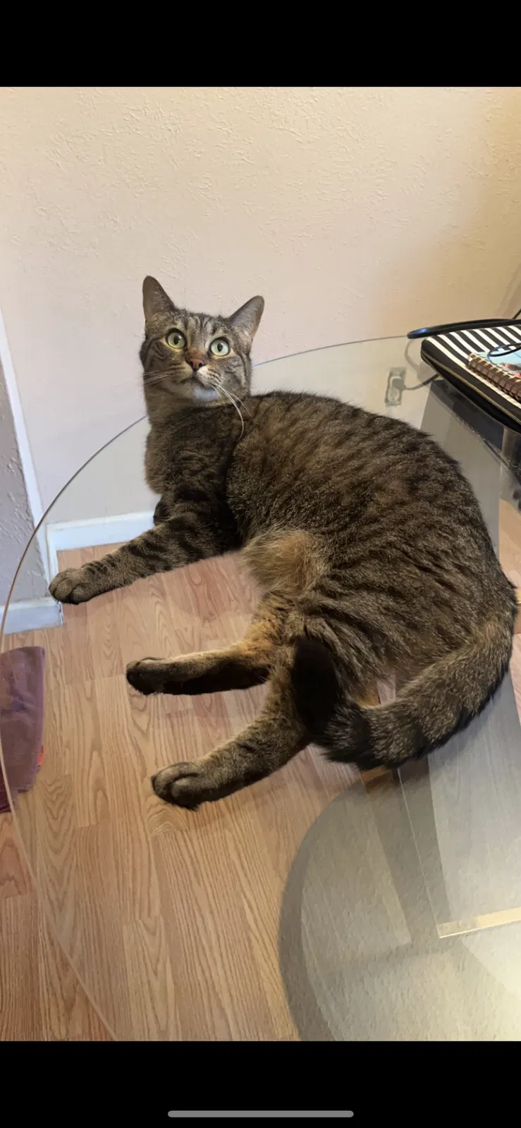 Lost cat in Aurora, CO, 80015