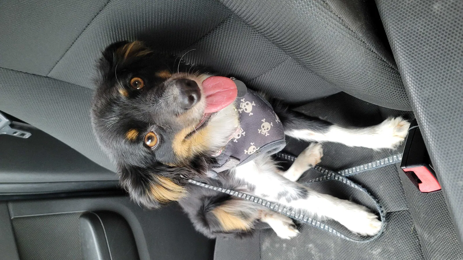Lost dog in Ann Arbor, MI, 48103
