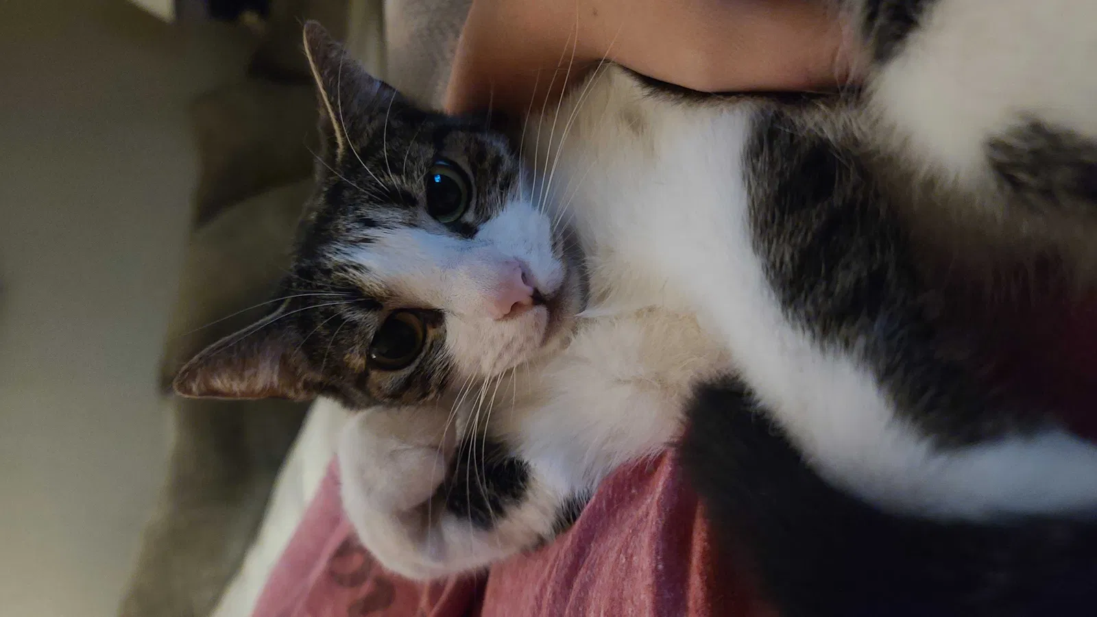 Lost cat in Modesto, CA, 95355