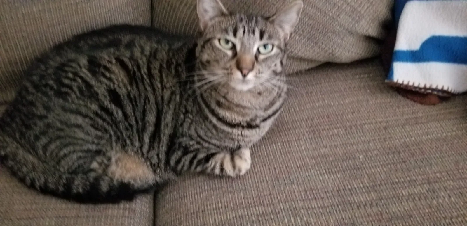 Lost cat in Canoga Park, CA, 91303