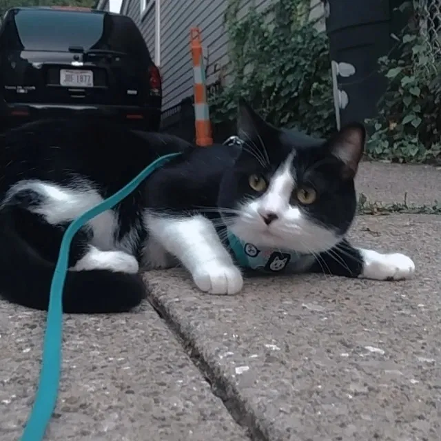 Lost cat in Cleveland, OH, 44106