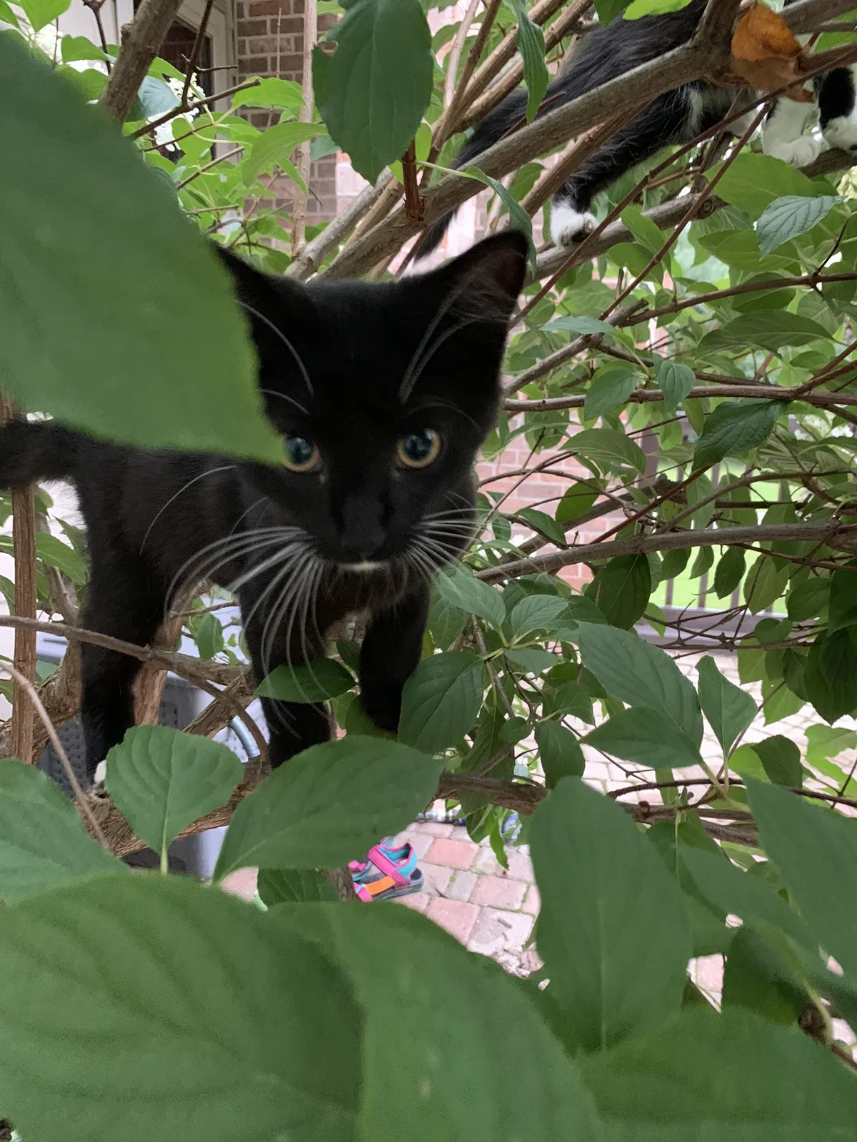 Lost cat in Belmont, MI, 49306