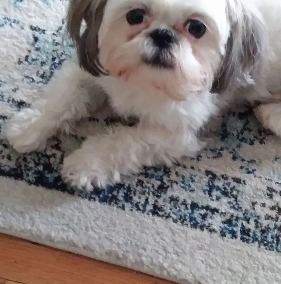Lost dog in Cranston, RI, 2910