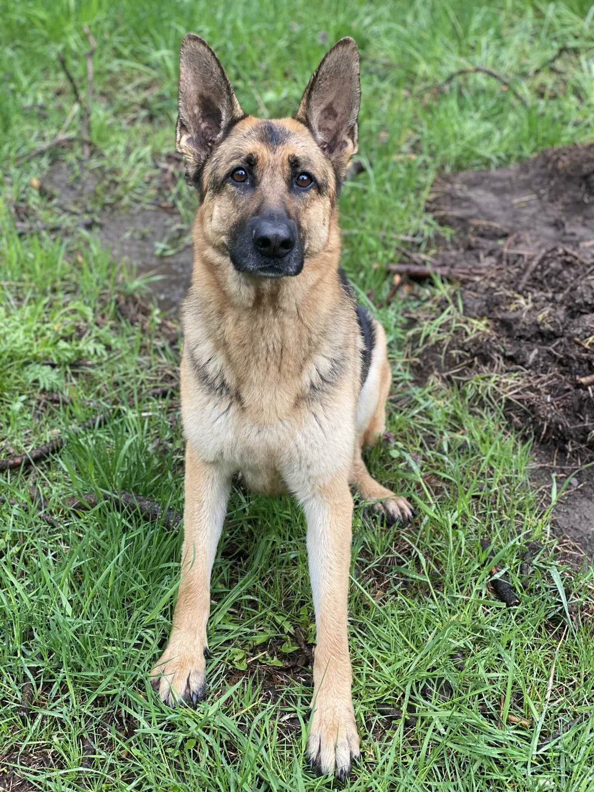 Lost dog in Coeur D Alene, ID, 83815