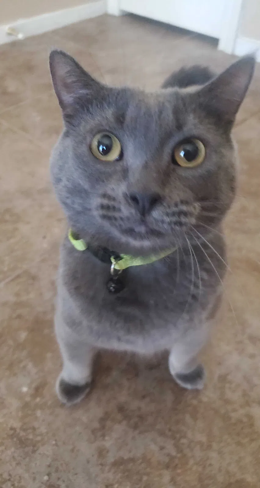 Lost cat in Las Vegas, NV, 89139
