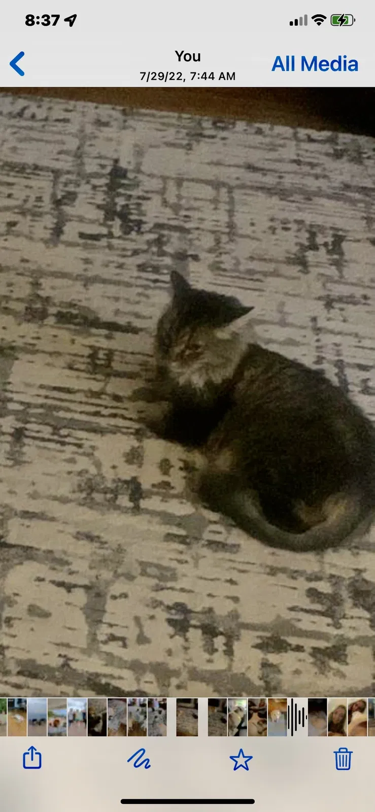 Lost cat in Pittsburgh, PA, 15217