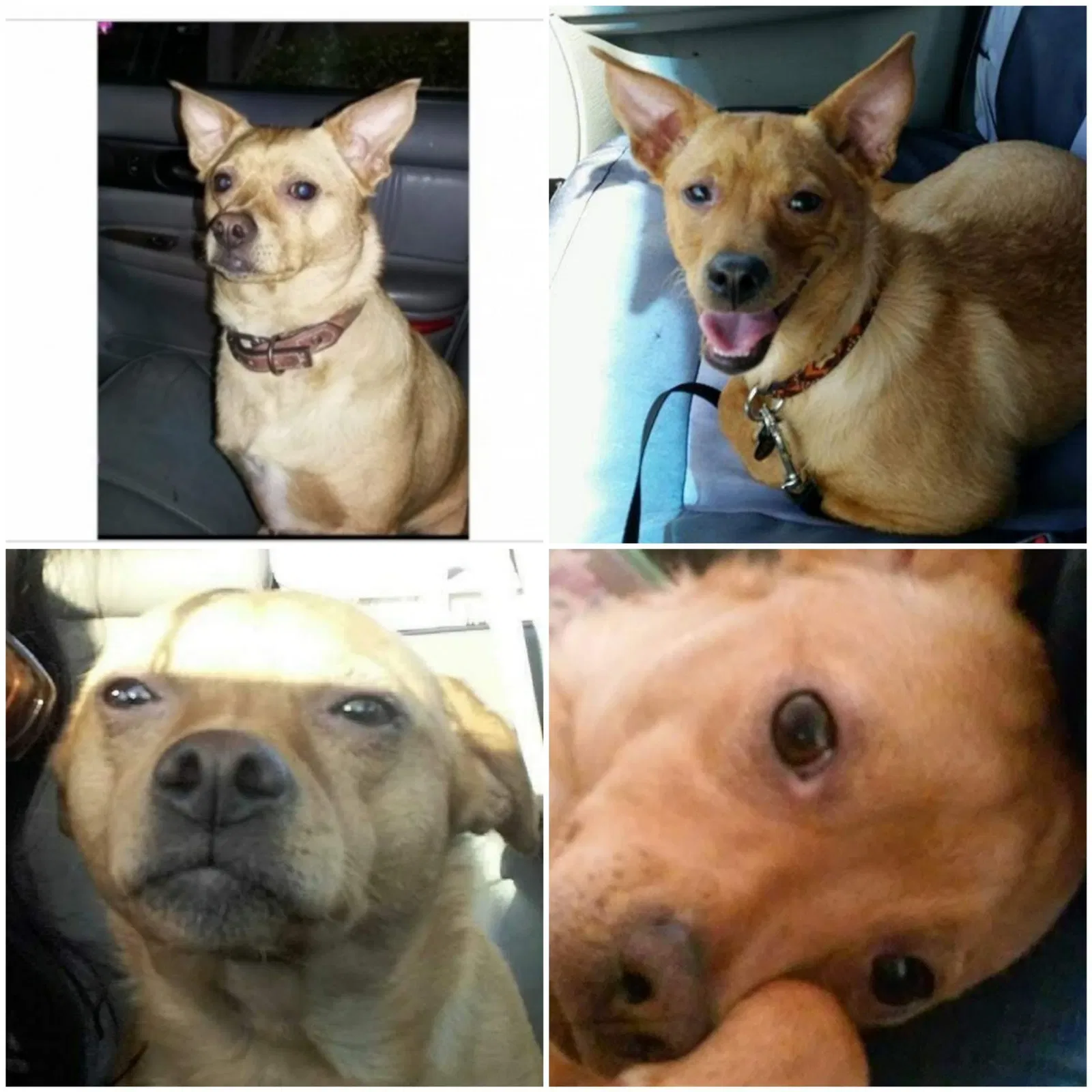 Lost dog in Santa Clara, CA, 95051