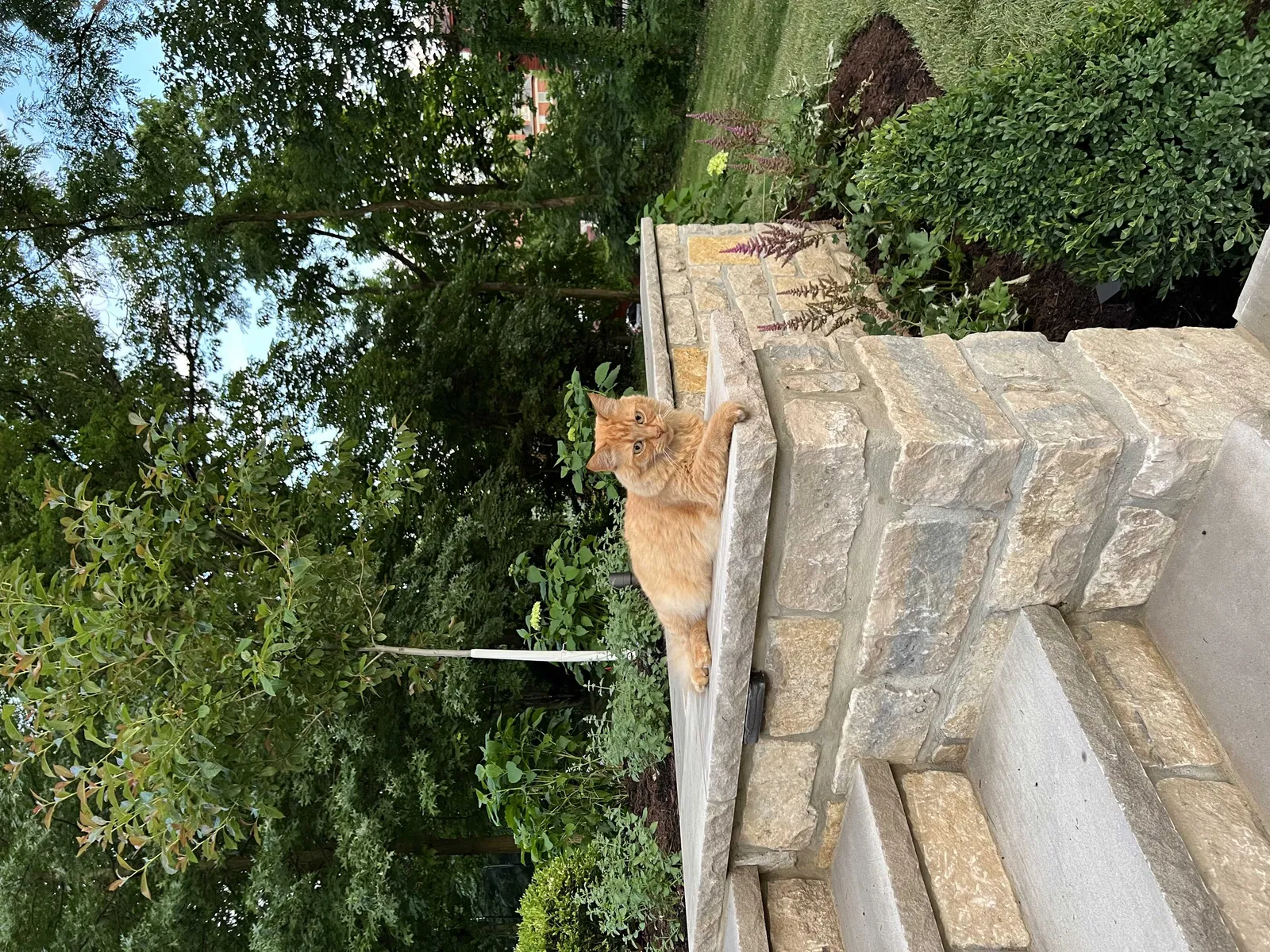 Lost cat in Cincinnati, OH, 45220