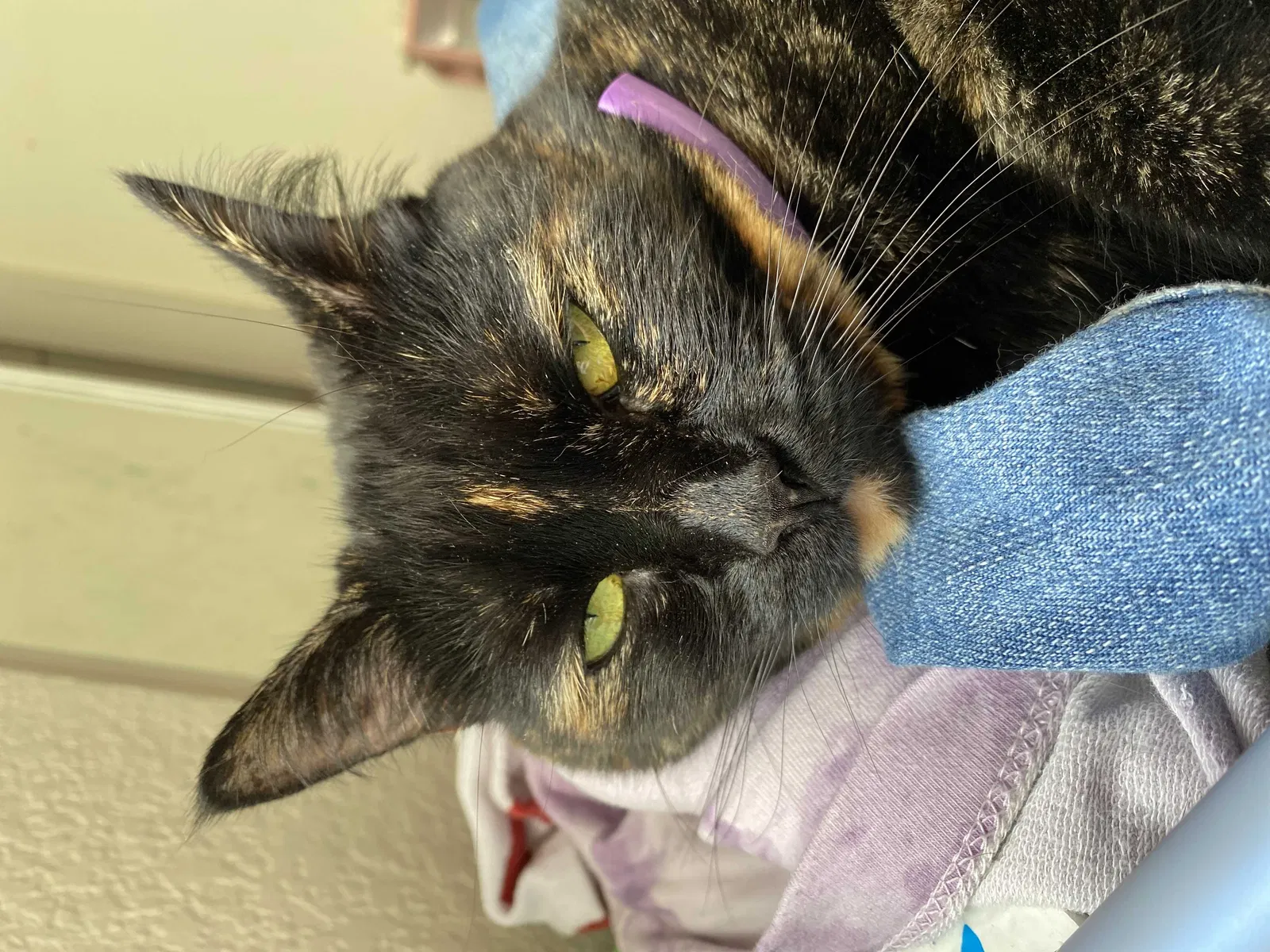 Lost cat in Gresham, OR, 97030