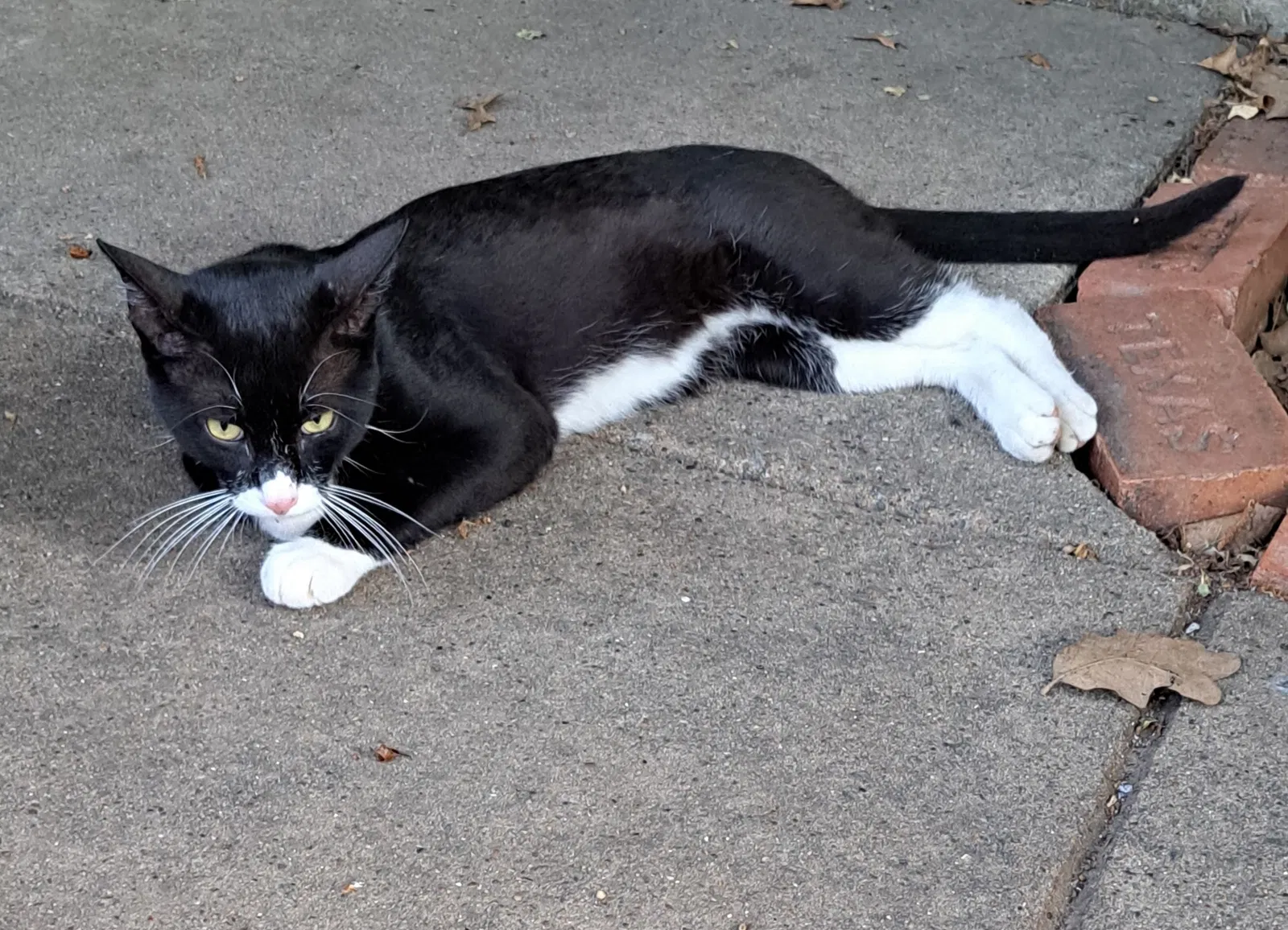 Lost cat in Euless, TX, 76040