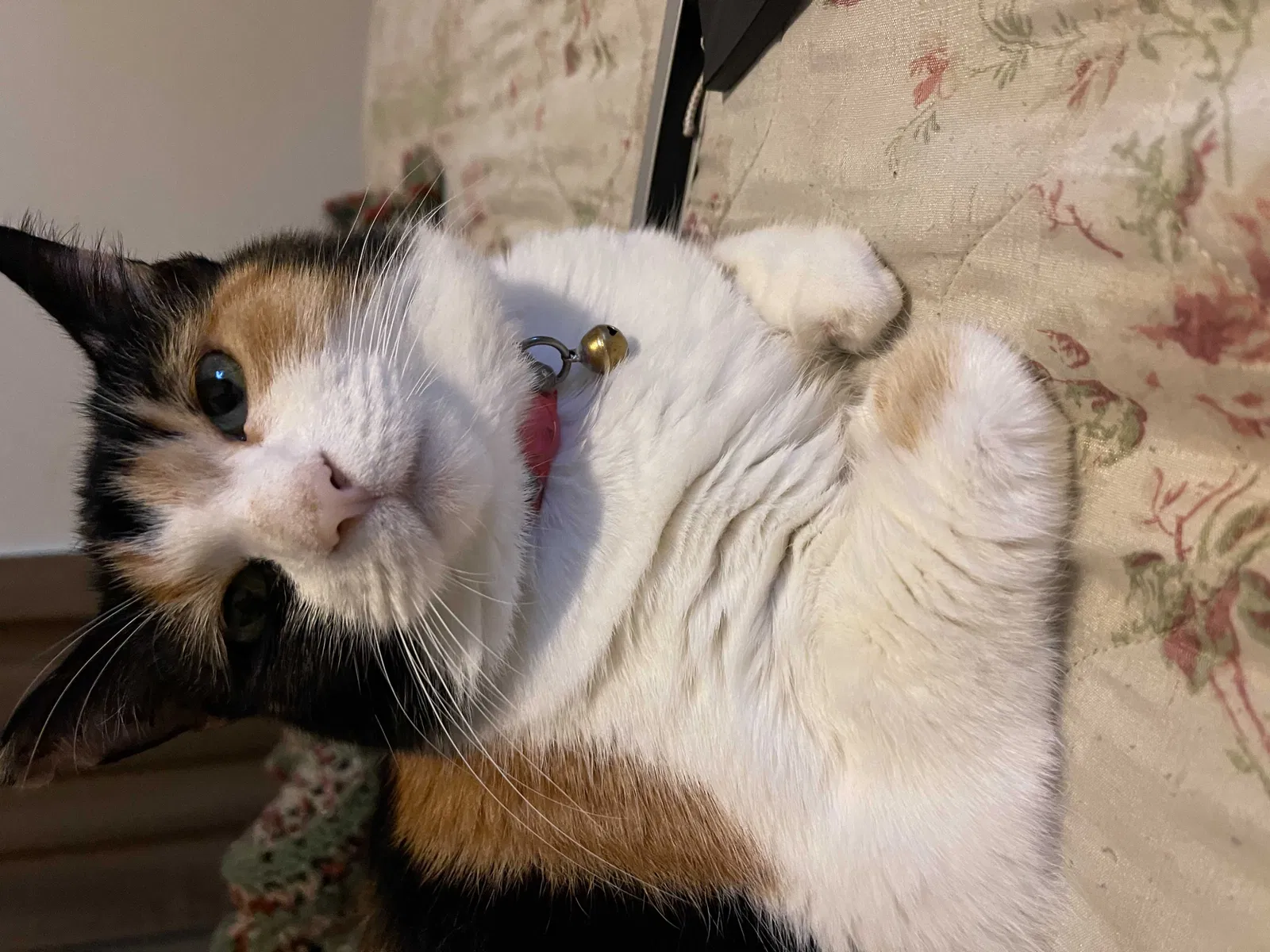 Lost cat in Dothan, AL, 36301