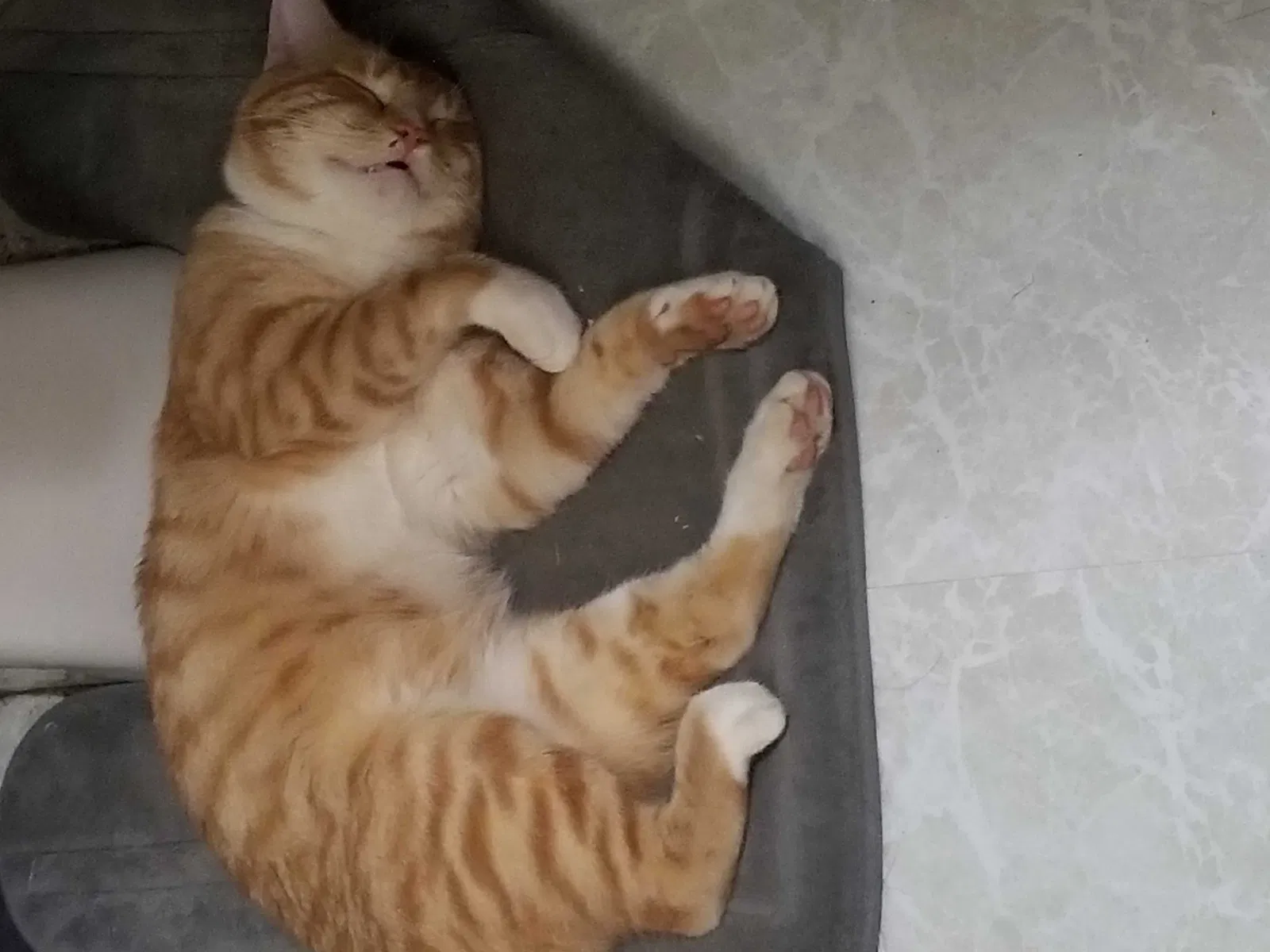 Lost cat in Memphis, MI, 48041