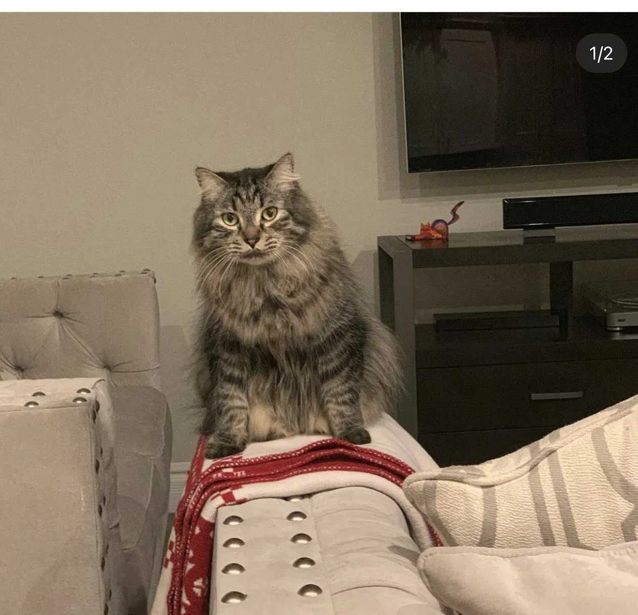 Lost cat in Glendale, AZ, 85308