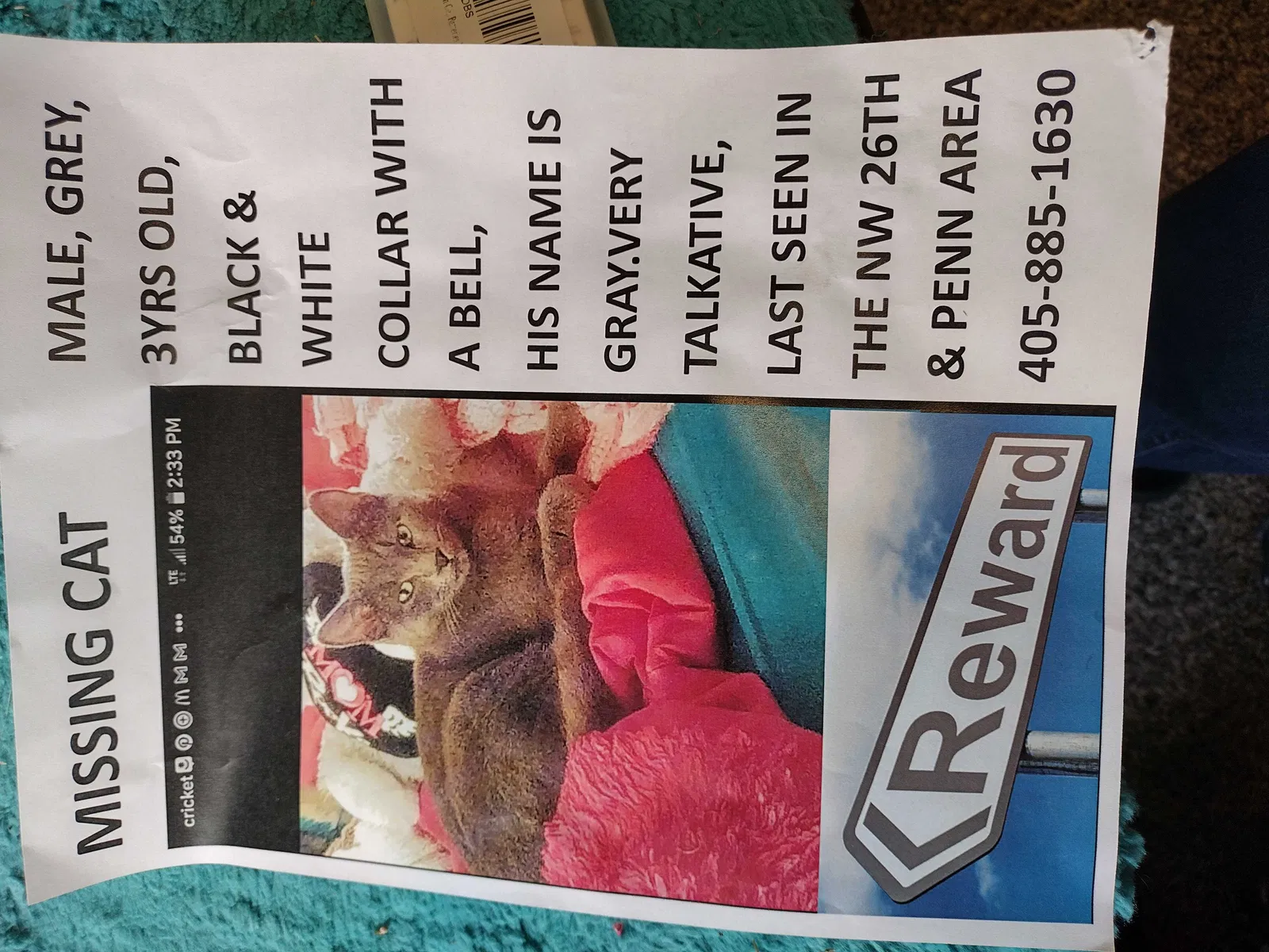 Lost cat in Oklahoma City, OK, 73119