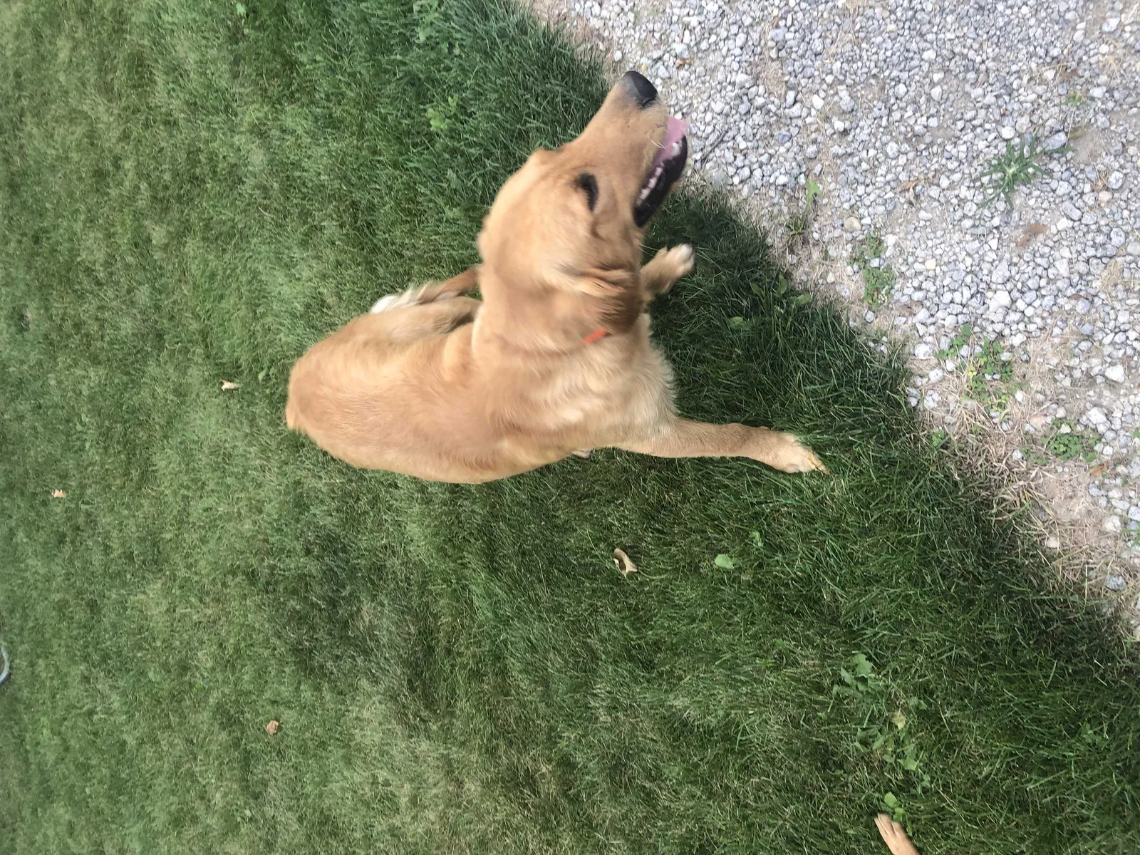 Lost dog in North Webster, IN, 46555