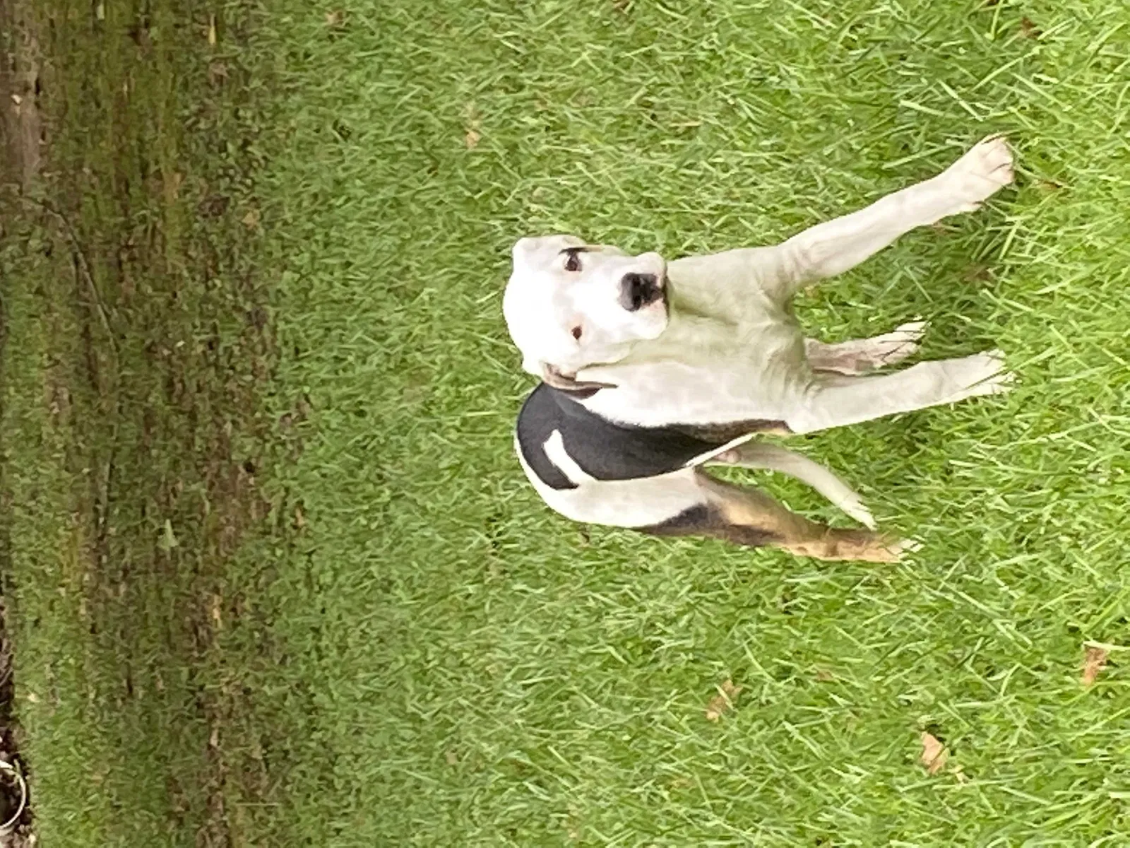 Found dog in Utica, MS, 39175