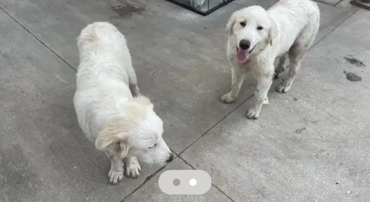 Lost dog in San Antonio, TX, 78210
