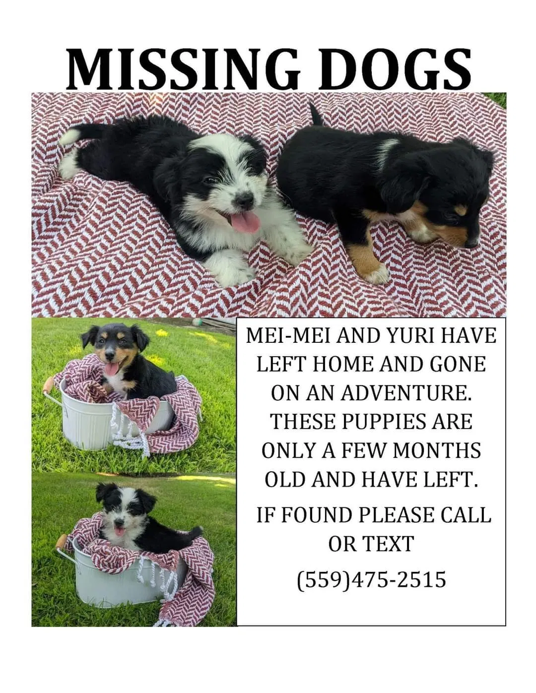 Lost dog in Fresno, CA, 93727