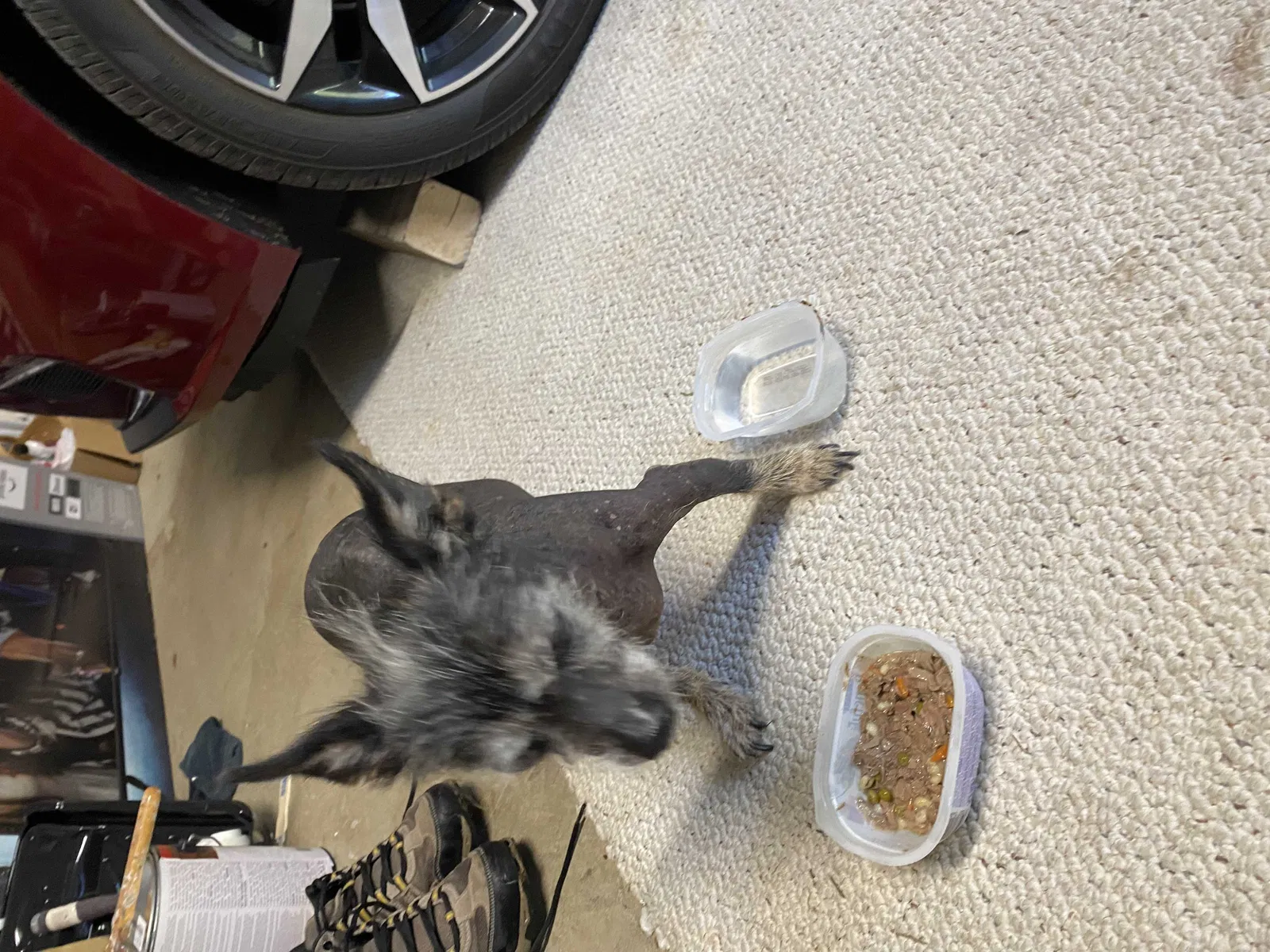 Found dog in Leesville, SC, 29070