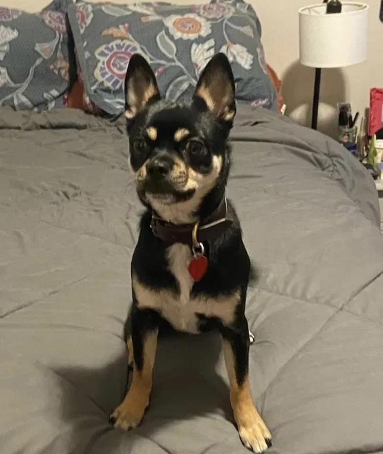 Lost dog in Westville, NJ, 8093