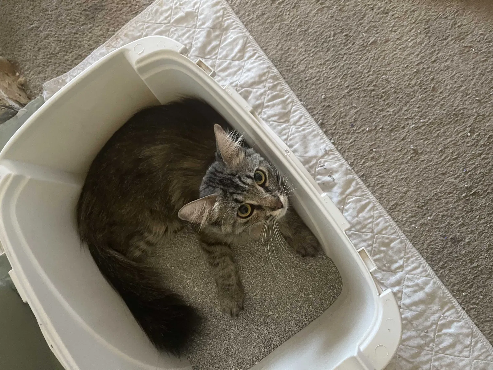 Lost cat in Pittsburg, CA, 94565