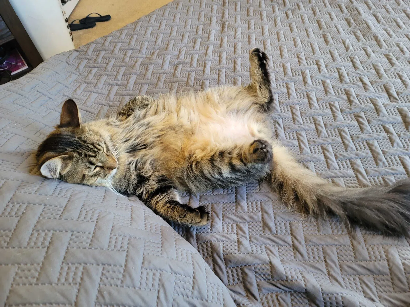 Lost cat in Independence, KY, 41051
